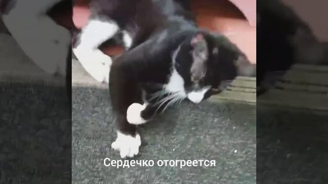 Мылыш Йода Нужен дом 💞 смотреть онлайн