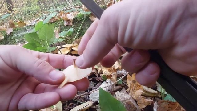 За опятами, шёл за осенним- нашёл зимние