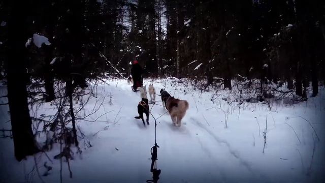 Хаски Город - Поход на Иремель (25.11.2020) смотреть онлайн