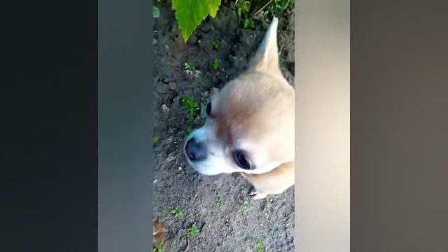 зов собачьего сердца❤️.   мои собаки Бетти и Мика  осторожно есть громкая музыка !!!