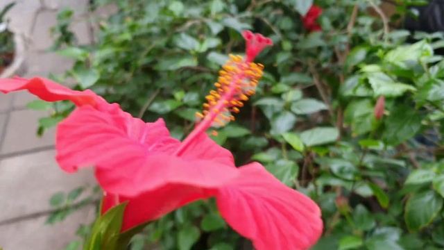 Музей Яндекса, Таврический сад и оранжерея | VLOG из Питера смотреть онлайн