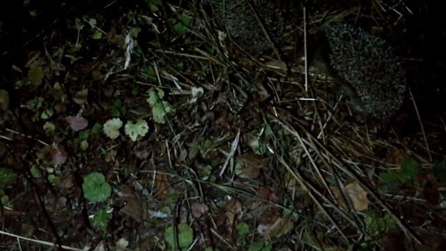 Два Ёжика, Вампир и куски хлеба / Two Hedgehogs, Bloody Vampire and a Piece of Bread смотреть онлайн