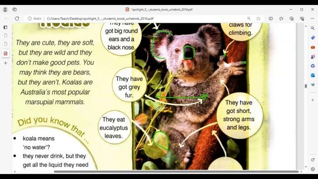 Spotlight 5, Culture corner 5d, KOALAS смотреть онлайн