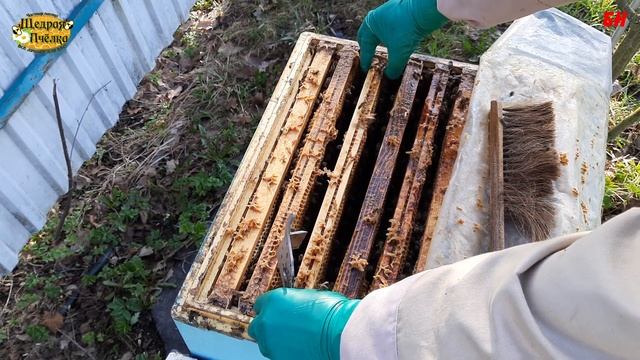 пчеловодство, апрель май тихая смена матки смотреть онлайн