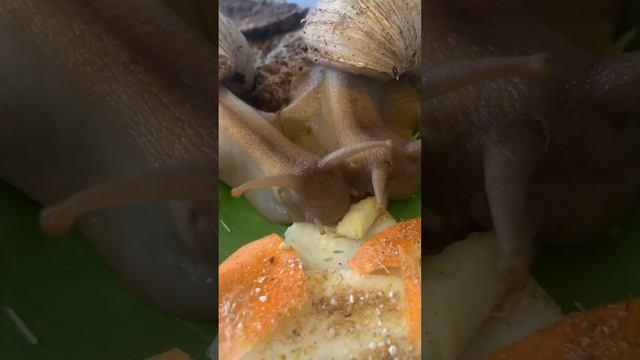 Романтический обед ахатин смотреть онлайн