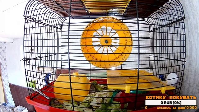 Джунгарские хомячки - Стрим