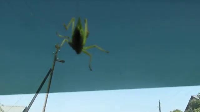 Кузнечик на лобовом стекле смотреть онлайн