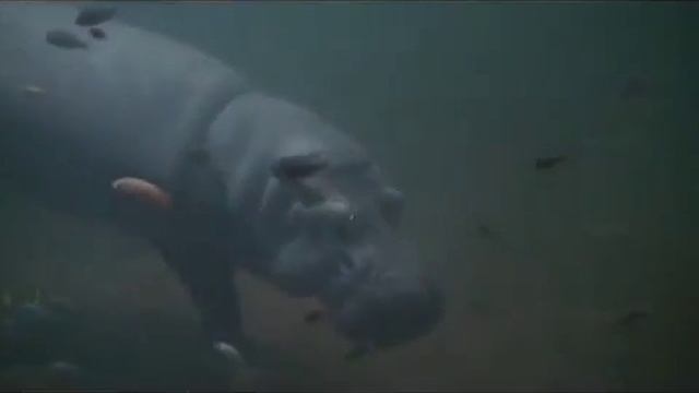 © Гиппопотамчики в аквариуме у 'нового русского' смотреть онлайн