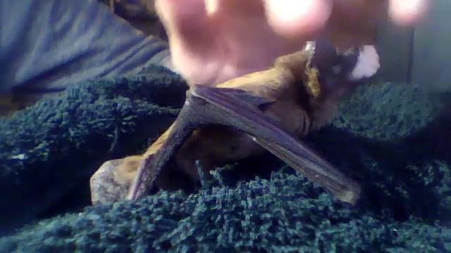 Рагнар кушает смотреть онлайн