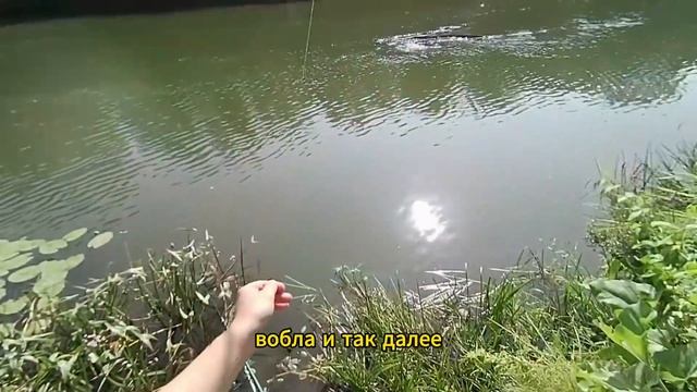 Факты о плотве. Где и как ловить. Виды плотвы. Особенности смотреть онлайн