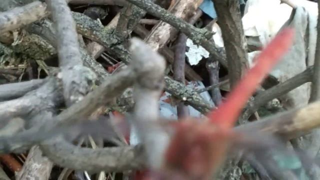 Стрекоза. Живу на хуторе не в Латгалии. Отшельник. Челендж выживанием. Природа