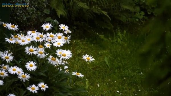 ბუნების ხმა, Шум природы (SS MUSIC TV)