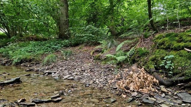 Расслабьтесь, отдохните и успокойте нервы под звук ручья в лесу. Расслабляющие звуки природы. Релак