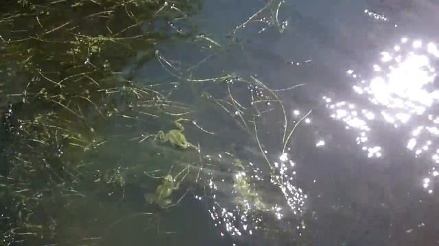 Влияние жары на зеленых лягушек