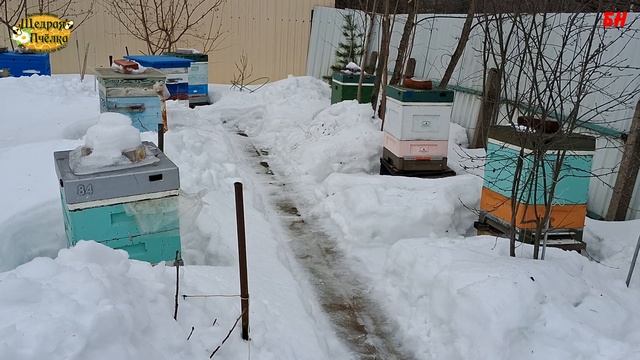 пчеловодство, не лезьте в ульи зимой посвящение В Жукову смотреть онлайн