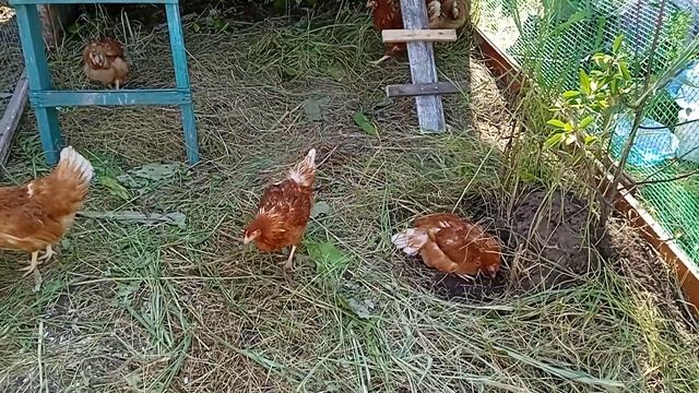 Продвижение строительства птичьего двора! смотреть онлайн