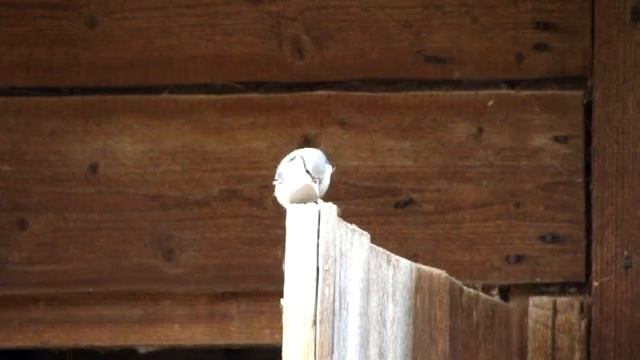 Наковальня для поползня