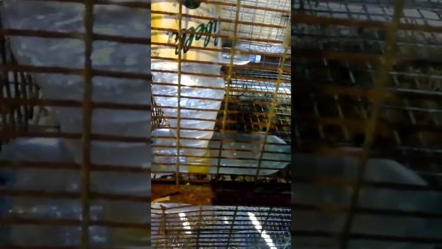 Чем питаются кролики?! смотреть онлайн