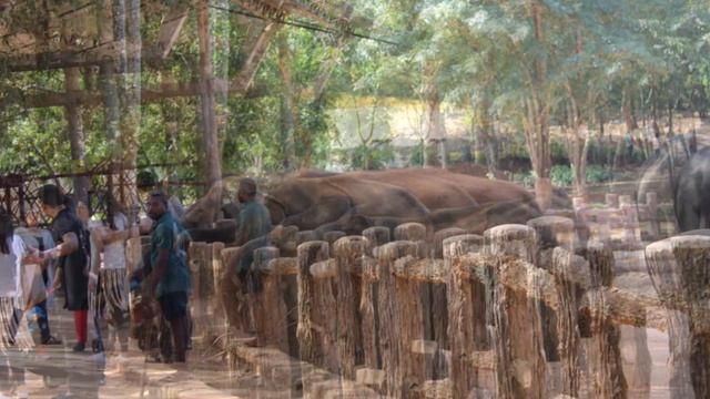 Шри Ланка 2020 Pinnawala смотреть онлайн