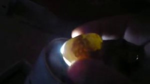 Овоскопирование перепелиных яиц