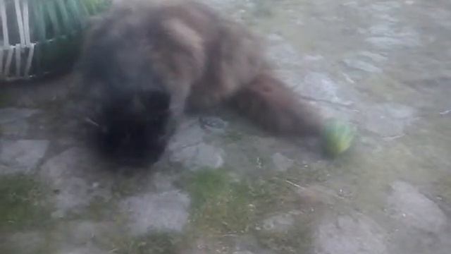 Кошка ест огурец)