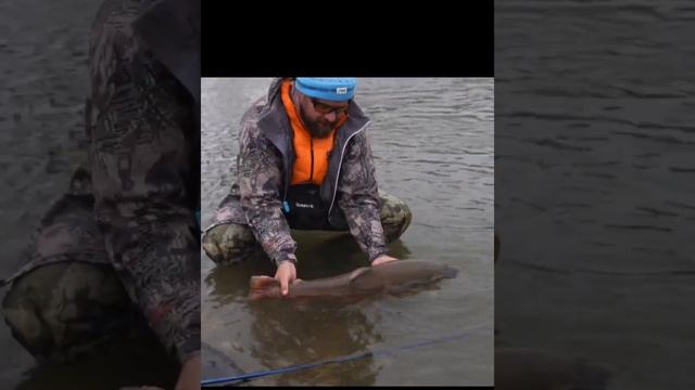 Голец Дрягина