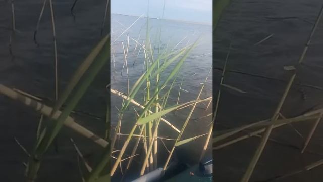 Ловля карпа на галымжане. смотреть онлайн