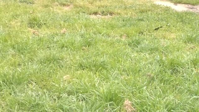 Новенькие вороны смотреть онлайн