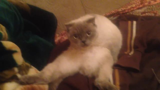 Мася мойка смотреть онлайн