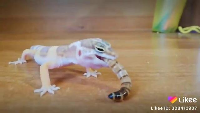 Еда для ящерицы смотреть онлайн