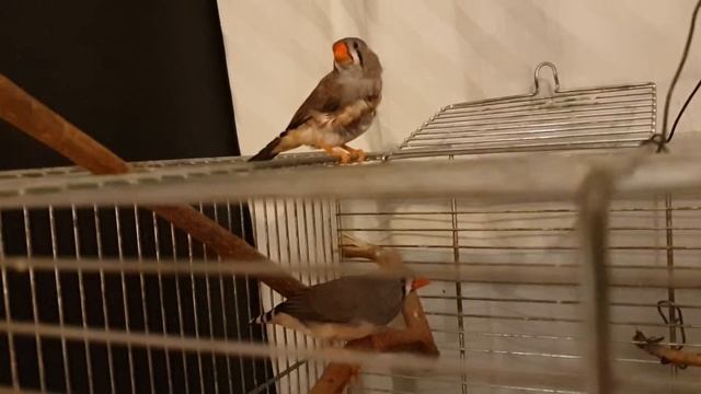 взрослый птенец амадин линяет смотреть онлайн