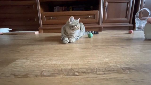 Шотландским котятам 4,5 мес. Клуб Мегакэт/Пермь. смотреть онлайн