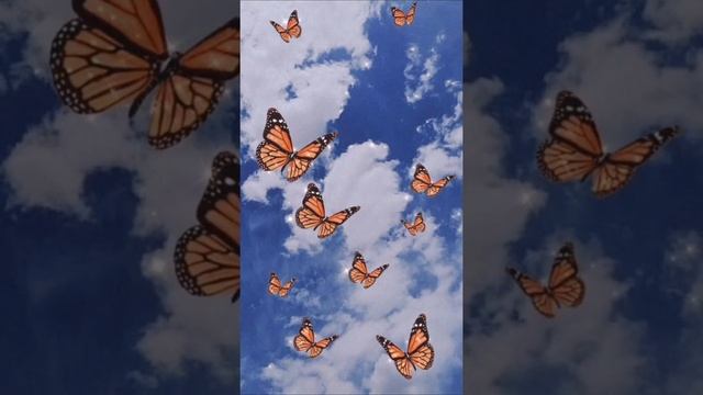 красивые обои