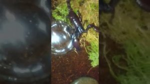 Как пьёт и ест скорпион.