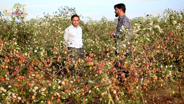 राजस्थान में कश्मीरी बेर का सबसे बड़ा बगीचा कमाई 2,880,000 || kashmiri ber farming in Rajasthan смотреть онлайн