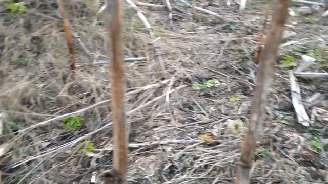 Копаю металл на совхозной ферме 3 часть