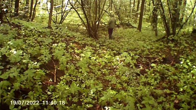 В лес за грибами смотреть онлайн