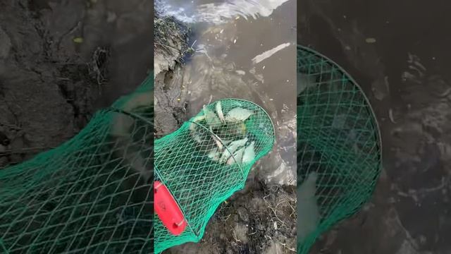 Рыбалка в Тюмени река Тура