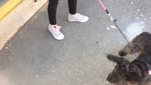 Dog Doesn't Want To Go To A Vet  #funnydogs - Собака не хочет идти к ветеринару делать прививку