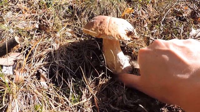 Утро с красавчиками или замечательный грибной день. смотреть онлайн