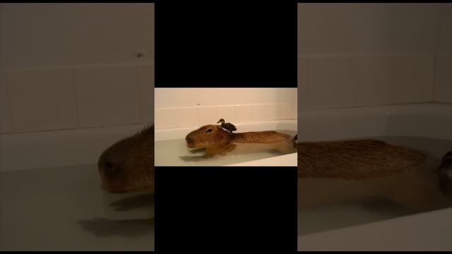 Капибара в ванной *видео не мое*#капибара #капибаратоп #капибары смотреть онлайн
