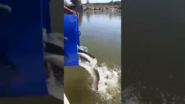 Второй дозапуск форели на сегодня! смотреть онлайн