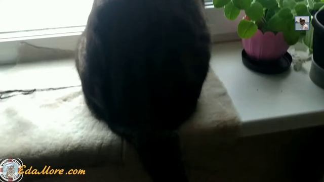 Кот Артур охотится на первые снежинки смотреть онлайн