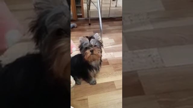 йоркширский терьер щенок купить цена продажа Москва питомник смотреть онлайн