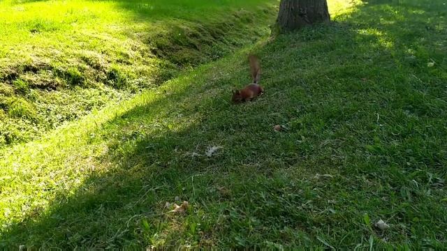 Петергоф фонтаны смотреть онлайн