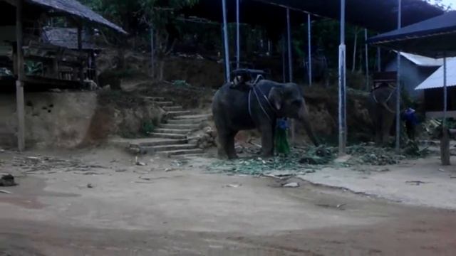 Слоны ч.1 смотреть онлайн