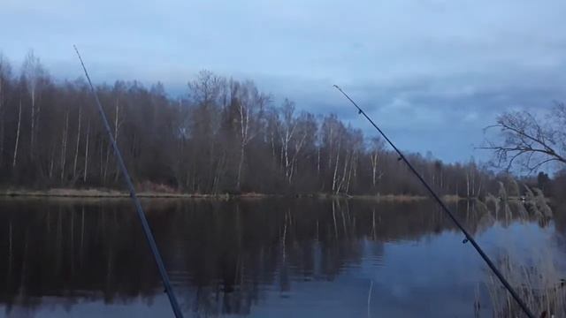 Бобёр тихоня 🦫 смотреть онлайн