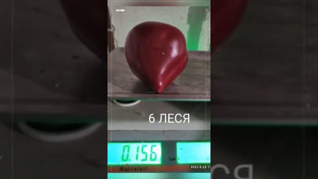 Мои перцы и томаты. смотреть онлайн