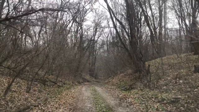 Лесная прогулка. Чечня.