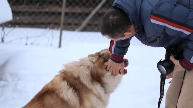 Деревня Копылево, Хаски смотреть онлайн